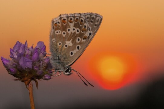 Lysandra coridon, polyommatus coridon, silverblue, silvergreen blue, atmosphere, butterfly, chalkhill blue, insects, sleep, butterfly, sleep, mood, butterflies, butterflies