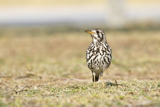 Groundscraper Thrush (Psophocichla litsipsirupa), Etosha National Park, Namibia