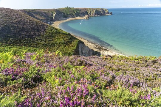 Blooming heath landscape at Cap Frehel, Pl&eacute;venon, Brittany, France