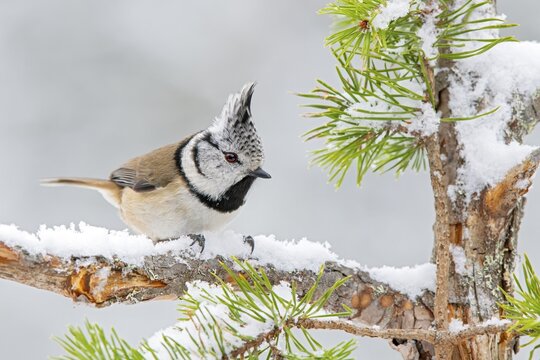 Crested tit (Parus cristatus), sitting on a branch, Terfens, Tyrol, Austria