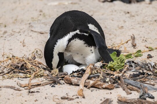 African penguin (Spheniscus demersus) with egg on its nest, Boulder Beach, Western Cape, Simon's Town, South Africa