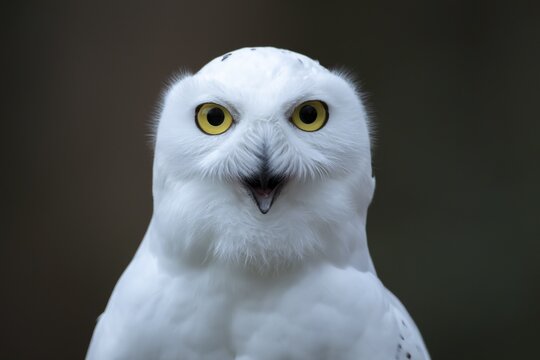 Snowy owl (Bubo scandiacus) adult bird calling with its beak open, England, United Kingdom, Captive