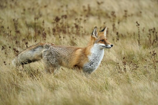Red fox (Vulpes vulpes) standing in a meadow, Czech Republic