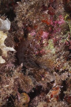 Well camouflaged tompot blenny (Parablennius gattorugine) in the Mediterranean Sea near Hy&egrave;res. Dive site Giens Peninsula, C&ocirc;te d'Azur, France