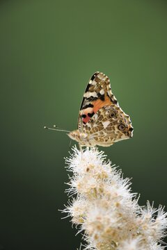 Painted Lady (Vanessa cardui)