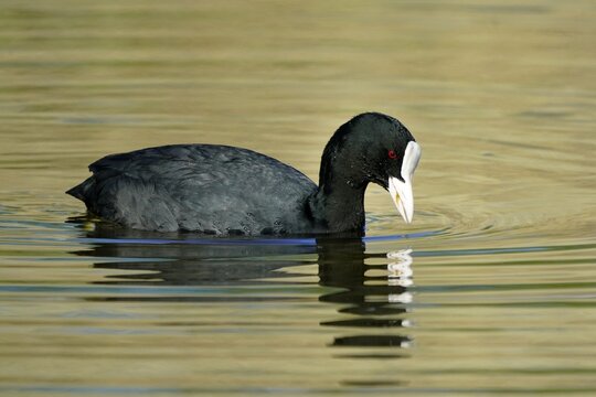 Common coot (Fulica atra) swimming, Germany