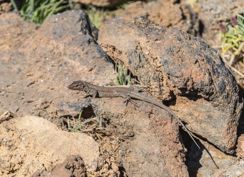 Tenerife Lizard (Gallotia galloti) basking on a rock, endemic to the Canaries, Tenerife, Canary Islands, Spain