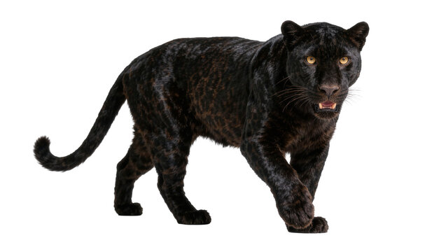 Black panther with golden eyes walking, isolated on transparent background