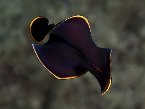 A dark swirl worm with orange-yellow edges, black yellow flatworm (Prostheceraeus splendidus), in motion, dive site peninsula Giens, Mediterranean Sea, Porquerolles, Provence, C&ocirc;te d'Azur, France