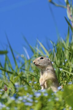 A fully grown ground squirrel (Spermophilus citellus) stands upright on a sunny day in a green meadow with tall vegetation, watching its surroundings intently. A blue sky can be seen in the background. Austria