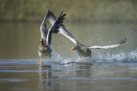 Two Greylag goose ( anser anser) fight on a lake, splashing water, dynamics, turf war, Hannover, Lower Saxony, Germany