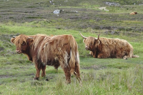 Two Highland cattle, Highland cattle (Bos taurus), on a green and wide pasture. Shetland, Shetland Islands, Scotland, Great Britain