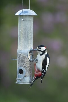 Great spotted woodpecker (Dendrocopos major) adult garden bird feeding on sunflower seed hearts from a bird feeder, England, United Kingdom