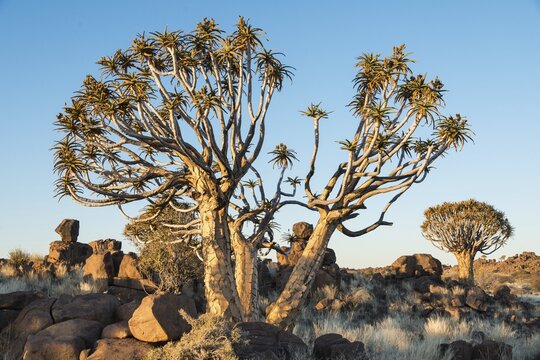 Quiver Trees or Kokerbaum (Aloe dichotoma), near Keetmanshoop, Namibia