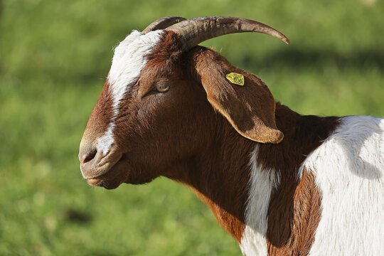 Boer domestic goat (Capra aegagrus hircus) with ear tag, animal portrait, Schleswig-Holstein, Germany