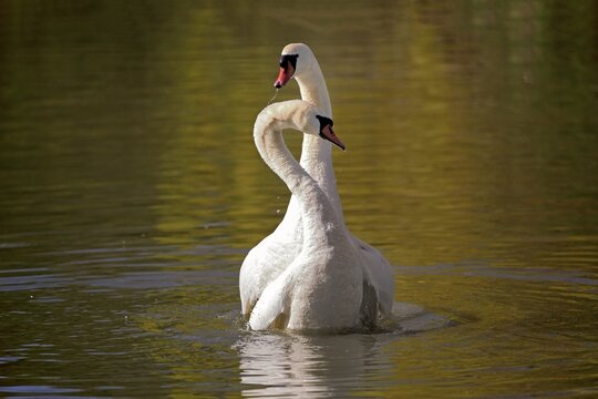 Mute swan, (Cygnus olor), adult, pair, in water, courting, courtship in spring, Mannheim, Germany, Europe