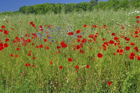 Blooming poppies, cornflowers, viper's bugloss in a field, Visby, Baltic Sea, Gotland, Sweden