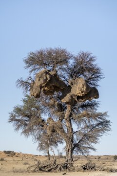 Sociable weaver Community nests (Philetairus socius) in tree, Kgalagadi Transfrontier Park, Northern Cape, South Africa