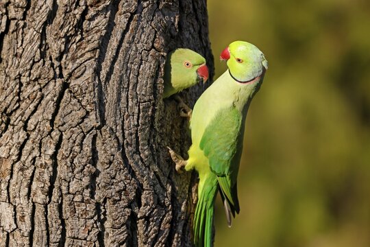 Two collared parakeets (Psittacula krameri) hanging from a tree at the breeding burrow, wildlife, Germany