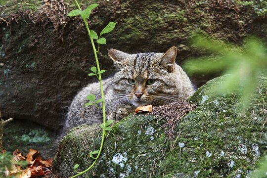 European wildcat (Felis silvestris), outdoor enclosure, National Park Bavarian Forest, Germany