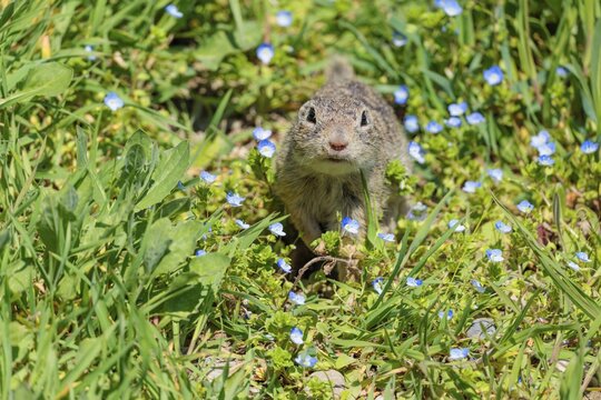 A fully grown ground squirrel (Spermophilus citellus) sits in a green meadow on a sunny day, intently observing its surroundings. Austria