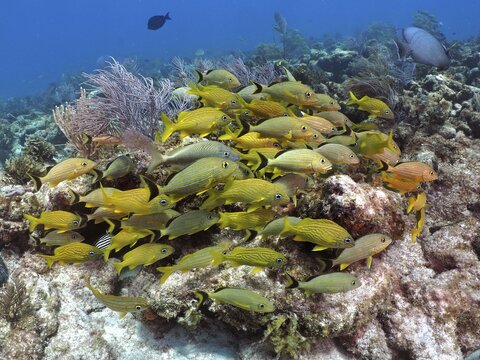 A large school of yellow grunts, also known as French grunts (Haemulon flavolineatum), gathered above a coral reef in the blue water at the John Pennekamp Coral Reef State Park dive site, Key Largo, Florida Keys, Florida, USA