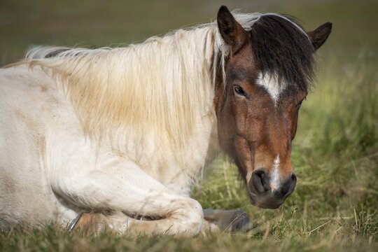 Icelandic horse, L&yacute;tingssta&eth;ir, North Iceland, Iceland