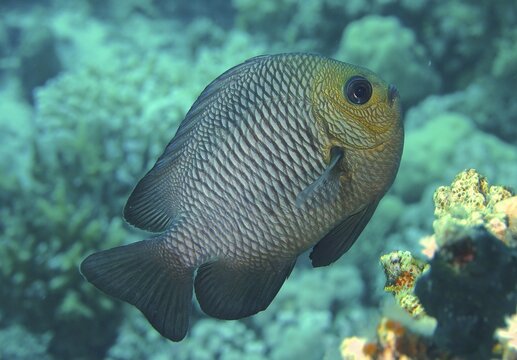 Three-spotted Prussian Wrasse (Dascyllus trimaculatus), dive site House Reef, Mangrove Bay, El Quesir, Red Sea, Egypt