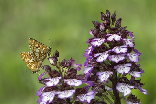 Brown cube butterfly, duke of burgundy fritillary, hamearis lucina, lady orchid, orchidaceae, orchids, orchid family, orchis purpurea, pearl bandage, purple orchid, cowflower cube butterfly, insects, copula, mating, plants, butterfly, butterflies, butterflies