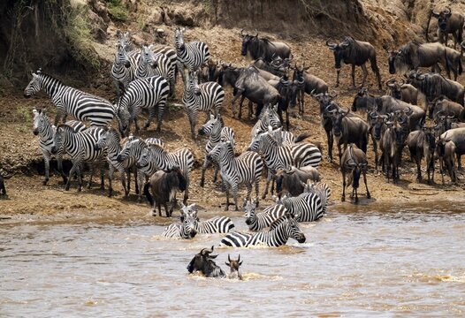 Steppe zebras (Equus quagga) and wildebeest (Connochaetes taurinus) crossing the Mara River, Great Migration, Serengeti National Park, Tanzania