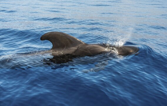 Pilot Whale (Globicephala) emerging from water, Canary Islands, Spain