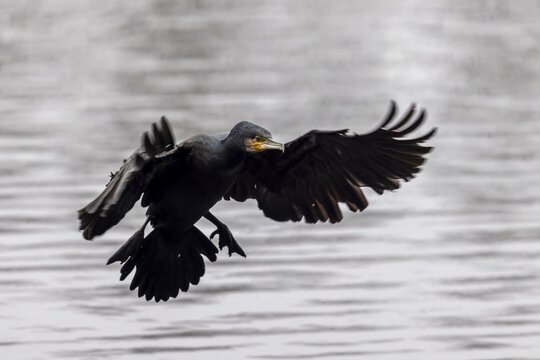 A cormorant flies with outstretched wings low over the murky water, Cormorant, (Phalacrocorax carbo), wildlife, Germany