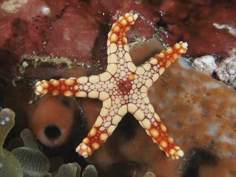 Reddish starfish with contrasting pattern, pearl starfish (Fromia monilis), lying on a sea sponge, dive site Toyapakeh, Nusa Ceningan, Nusa Penida, Bali, Indonesia