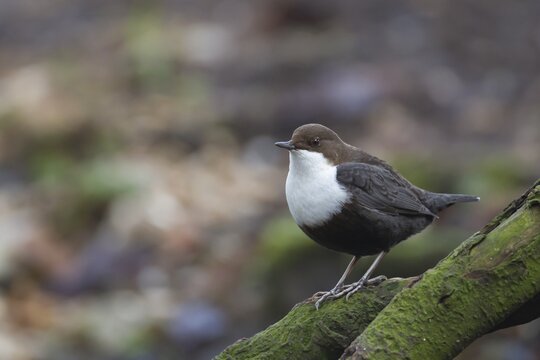 Black-bellied dipper (Cinclus cinclus cinclus) adult bird on tree branch next to a river, Norfolk, England, United Kingdom