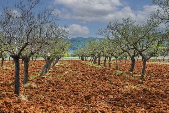 Rows of almond trees on ploughed field, Pla de Corona, Ibiza, Balearic Islands, Mediterranean Sea, Spain