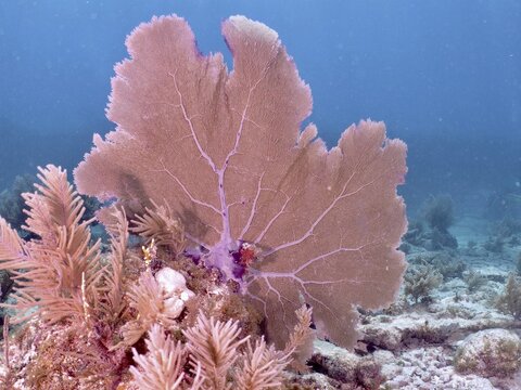 A magnificent fan-shaped coral, the Venus fan (Gorgonia ventalina), rises from the seabed, at the John Pennekamp Coral Reef State Park dive site, Key Largo, Florida Keys, Florida, USA