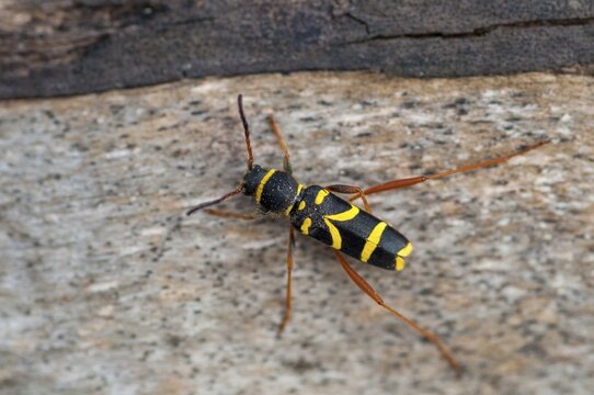 Clytus arietis, common ram ram, ram ram, beetle, longhorn, coleoptera, insects, insects, beetles, wasp beetle