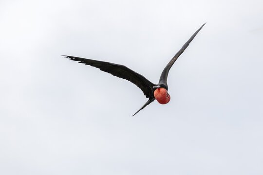 Frigatebirds (Fregatidae, Fregata), Rosario Islands, Colombia