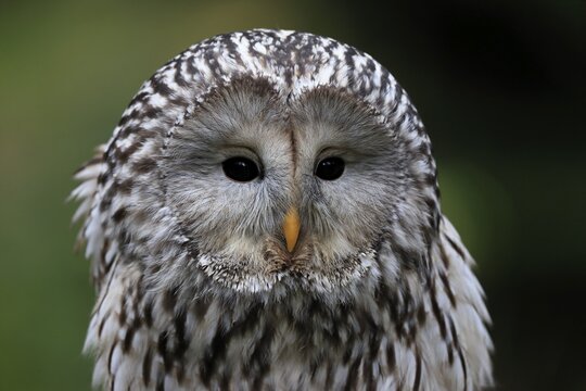Ural owl (Strix uralensis), adult, portrait, alert, Bohemian Forest, Czech Republic