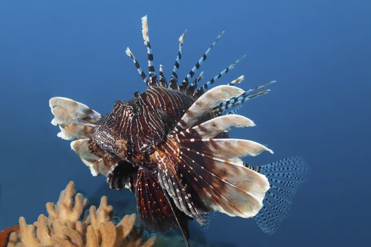 Red Lionfish (Pterois volitans) swims over Cladiella soft coral (Cladiella sp.), Indian Ocean, North Mal&eacute; Atoll, Maldives