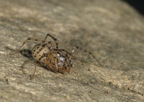 Glue slingshot spider, scytod thoracica, spider, arachnids, spitting spider, spiders, spiders
