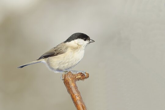 Marsh tit (Parus palustris) sitting on a branch, Wilnsdorf, North Rhine-Westphalia, Germany