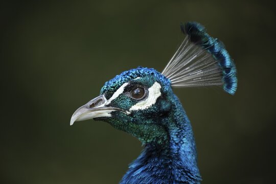 Indian peafowl or Peacock (Pavo cristatus) adult male bird head portrait, England, United Kingdom