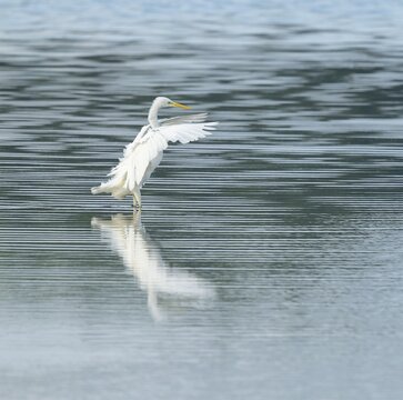Great Egret (Ardea alba) stands with open wings in the shallow water zone of a wetland, looking for food, Lower Saxony, Germany