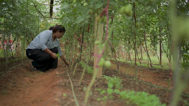 Female farmer working along dirt path between rows of tomato plants in Nepal.