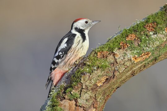 Middle spotted woodpecker (Dendrocopos medius), sitting on a branch covered with moss, Wilnsdorf, North Rhine-Westphalia, Germany