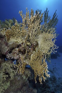 Magnificent lattice fire coral (Millepora dichotoma) rises against the deep blue underwater horizon, dive site Small Gota, Saint Johns Reef, Red Sea, Egypt