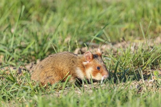 A European hamster (Cricetus cricetus) collects herbs, grass and blossoms in a green meadow. Vienna, Austria
