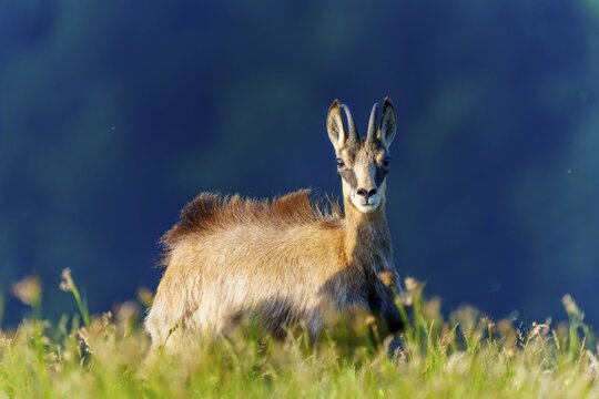 A chamois stares alertly and curiously into the camera in a meadow, chamois, chamois, (Rupicapra rupicaprae), wildlife, Vosges, France