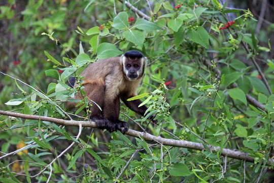 Tufted capuchin (Cebus apella), adult monkey in a tree, Pantanal, Mato Grosso, Brazil